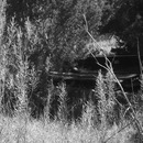 Random iPhone Shots (360074)