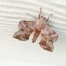 Random iPhone Shots (360457)