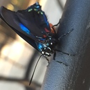 Ronald McDonald House (360340)