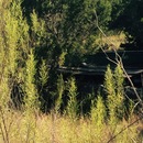 Random iPhone Shots (360375)