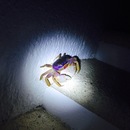 Cozumel 2015 (360325)