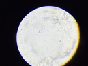 New Microscope Shots (360103)