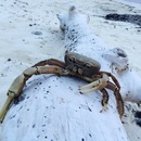 Cozumel 2015 (360169)