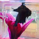 Broadmoor Spider (360188)