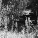 Random iPhone Shots (360455)