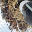 Broadmoor Spider (360123)