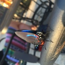 Ronald McDonald House (359986)