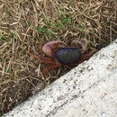 Cozumel 2015 (361386)