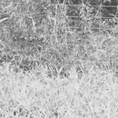 Bresette Party (361289)