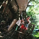 Broadmoor Spider (361234)