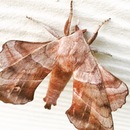 Random iPhone Shots (360600)