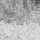 Bresette Party (361208)