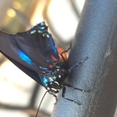 Ronald McDonald House (361323)