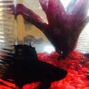 Broadmoor Spider (361417)