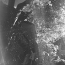 Broadmoor Spider (360863)