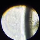 New Microscope Shots (360673)