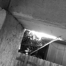 Broadmoor Spider (361473)