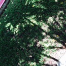 Cozumel 2015 (360889)