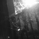 Broadmoor Spider (360515)