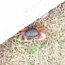 Cozumel 2015 (361247)