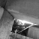 Broadmoor Spider (360762)