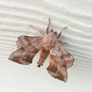 Random iPhone Shots (360718)