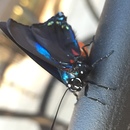 Ronald McDonald House (361416)