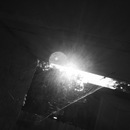 Broadmoor Spider (360519)