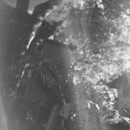 Broadmoor Spider (361480)