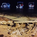 Cozumel 2015 (361179)