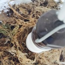 Broadmoor Spider (361249)