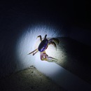 Cozumel 2015 (361464)