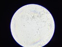 New Microscope Shots (360501)