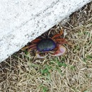 Cozumel 2015 (361074)