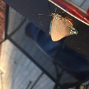 Ronald McDonald House (360568)