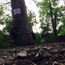 2015 Lovebird Photos (361008)