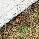 Cozumel 2015 (361131)