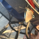 Ronald McDonald House (361136)