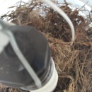 Broadmoor Spider (360552)