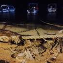 Cozumel 2015 (360521)