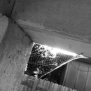 Broadmoor Spider (360903)