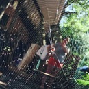 Broadmoor Spider (360918)