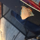 Ronald McDonald House (360643)