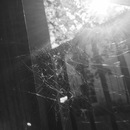 Broadmoor Spider (361301)