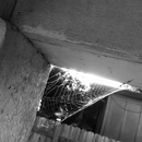 Broadmoor Spider (361556)