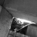 Broadmoor Spider (361677)