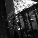 Broadmoor Spider (361664)