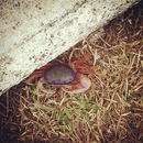 Cozumel 2015 (361688)