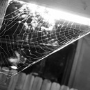 Broadmoor Spider (361604)