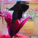 Broadmoor Spider (361724)